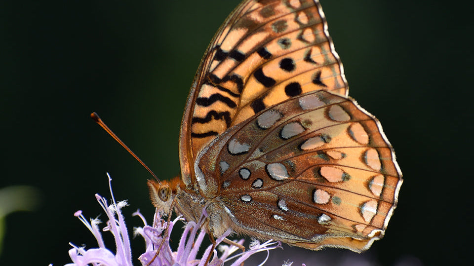 Sustainable Pollinator Habitat — A Vermont Perspective