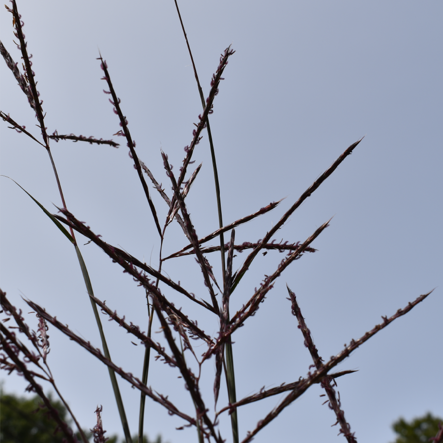 Andropogon gerardii - Big Bluestem