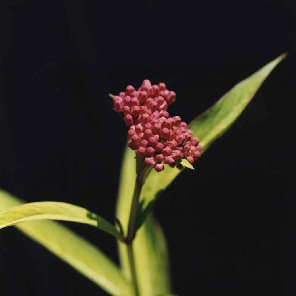 Asclepias incarnata - Swamp Milkweed