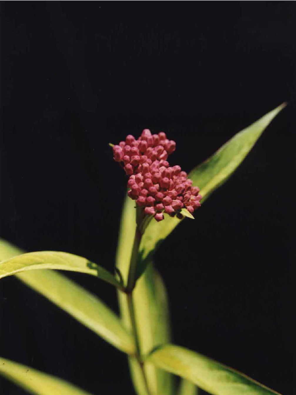 Asclepias incarnata - Swamp Milkweed