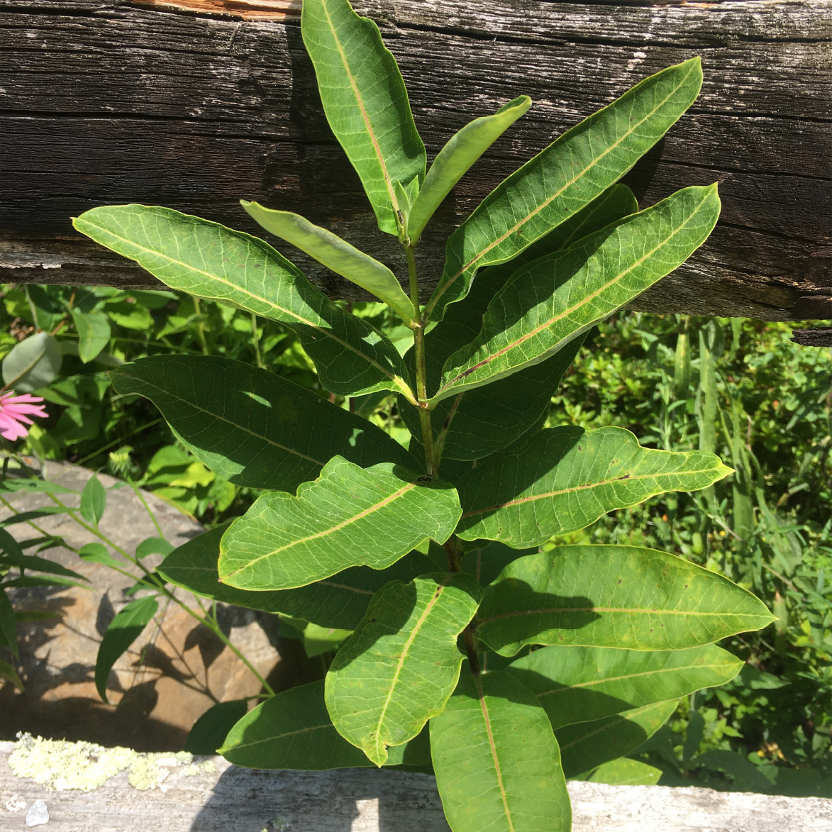 Asclepias syriaca - Common Milkweed