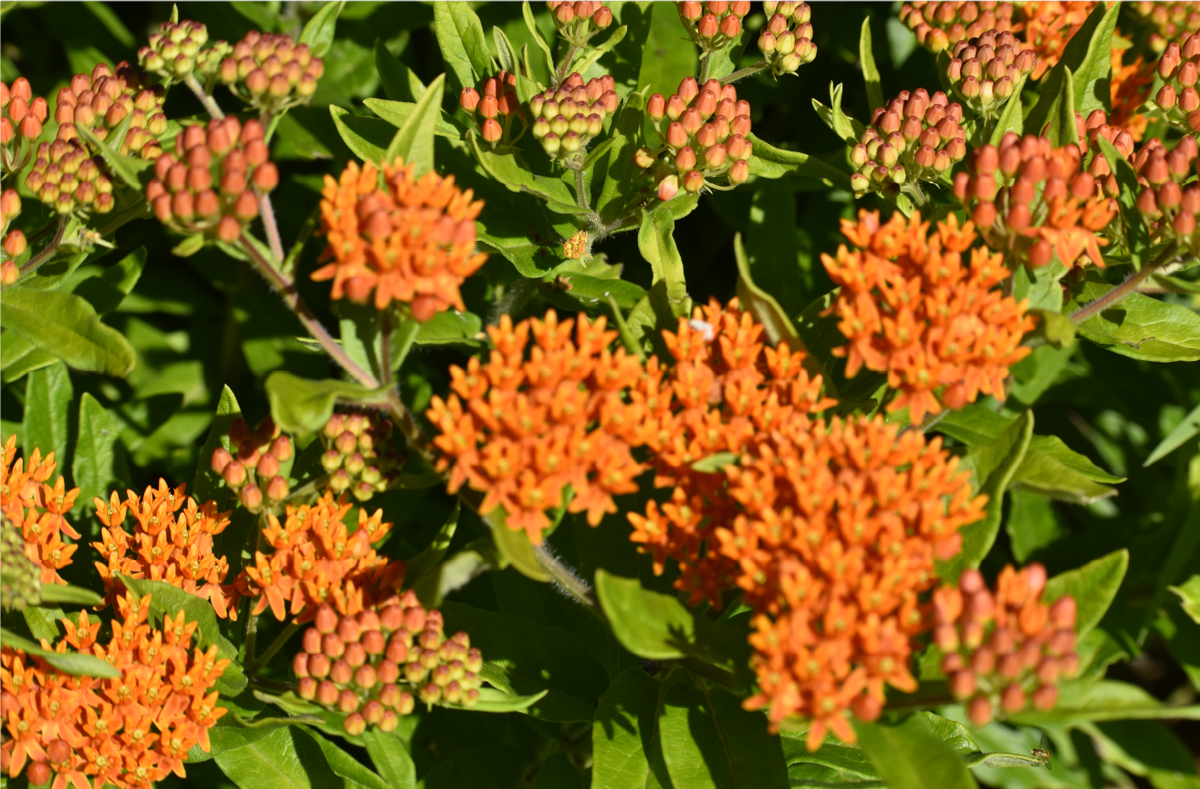 Butterfly Milkweed Seeds – NativearthSeed LLC