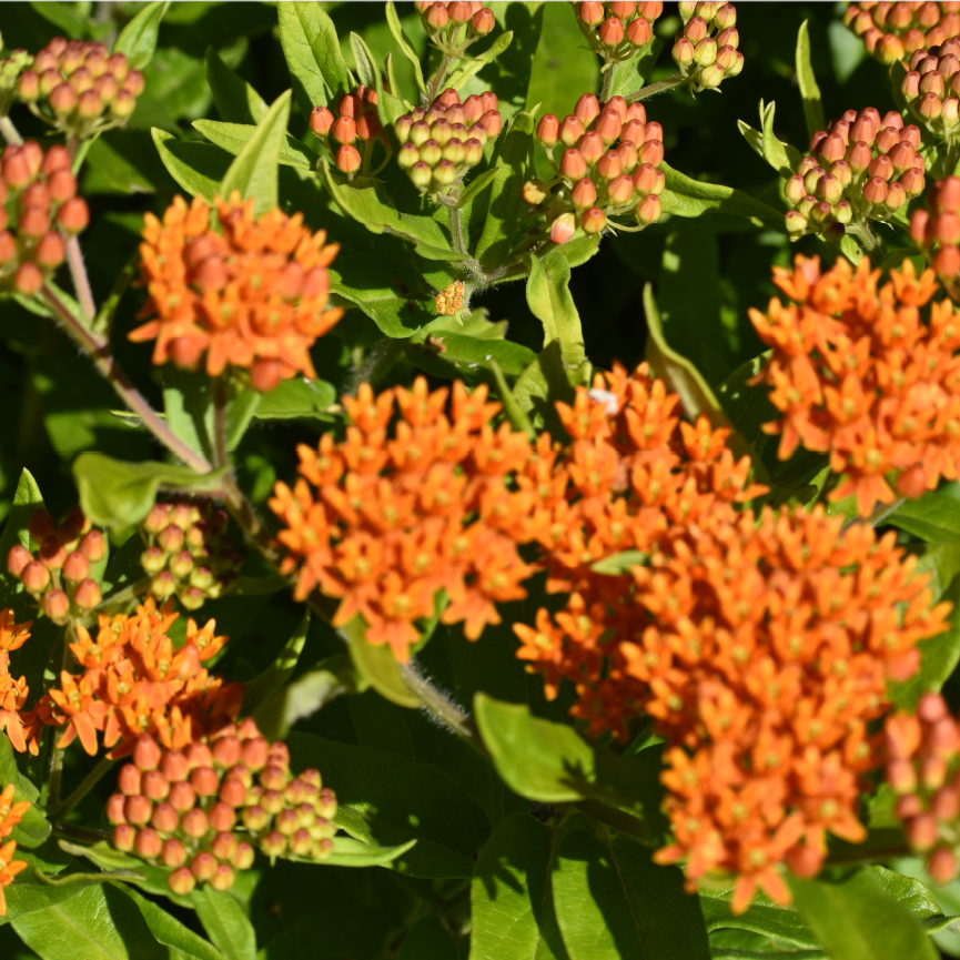 Asclepias tuberosa - Butterfly Milkweed