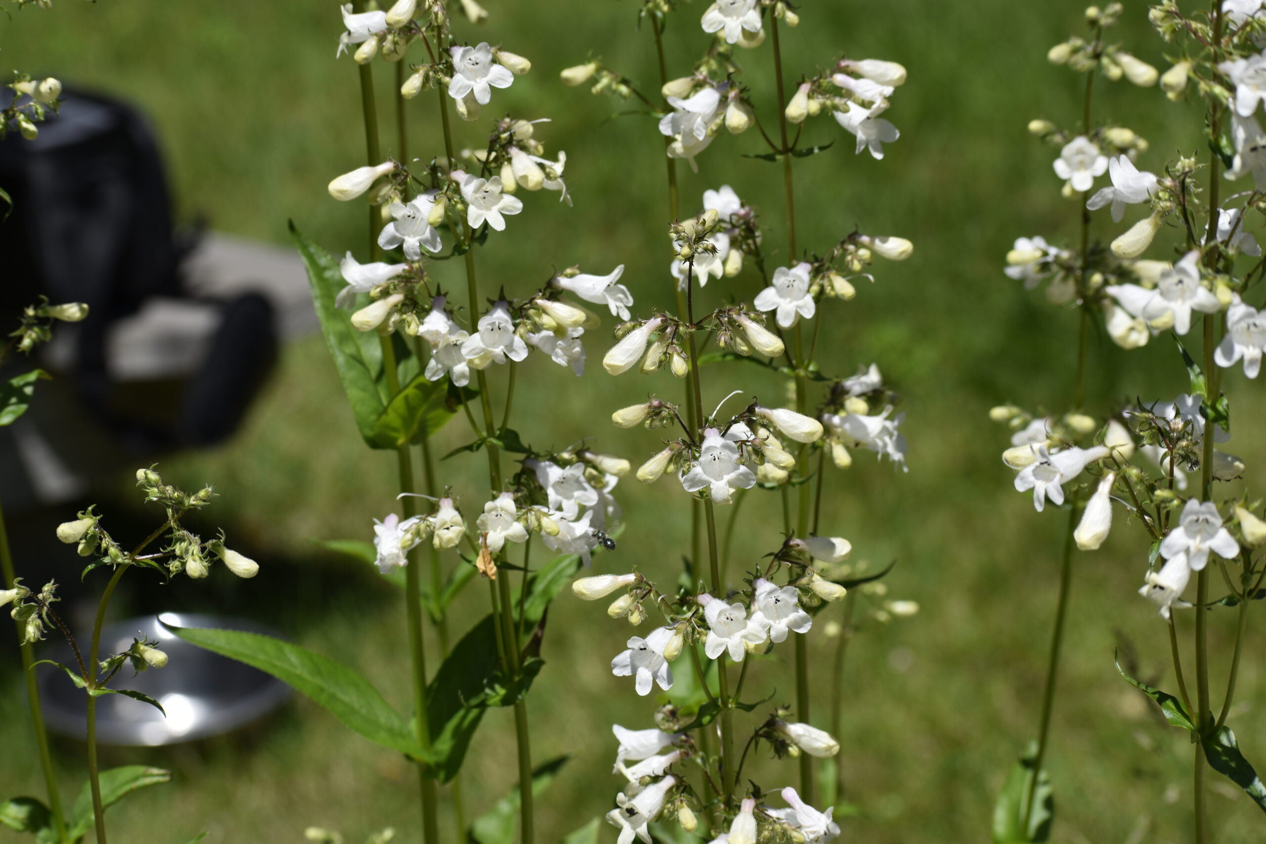 Penstemon digitalis - Foxglove Beardtongue