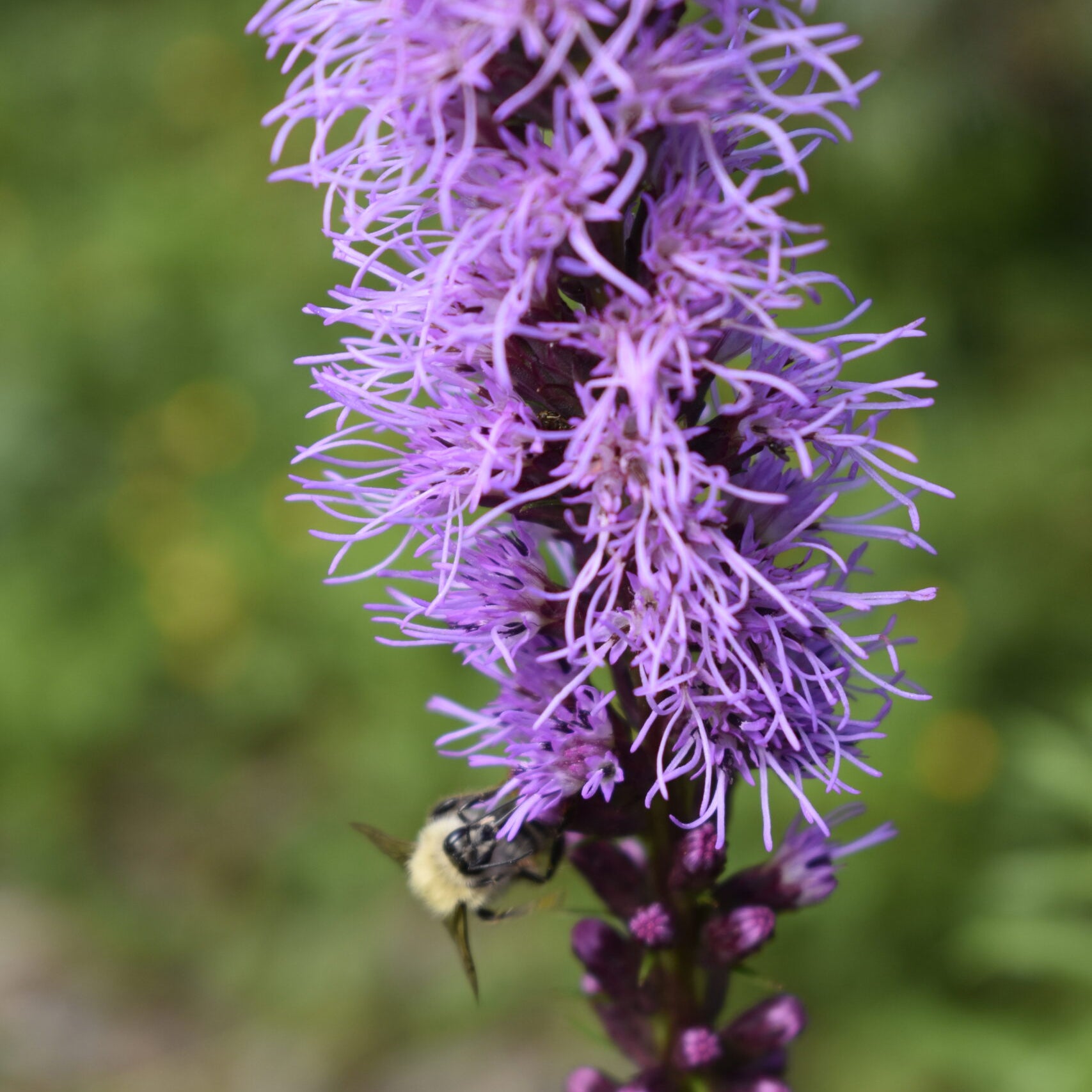 Liatris spicata - Dense Blazing Star