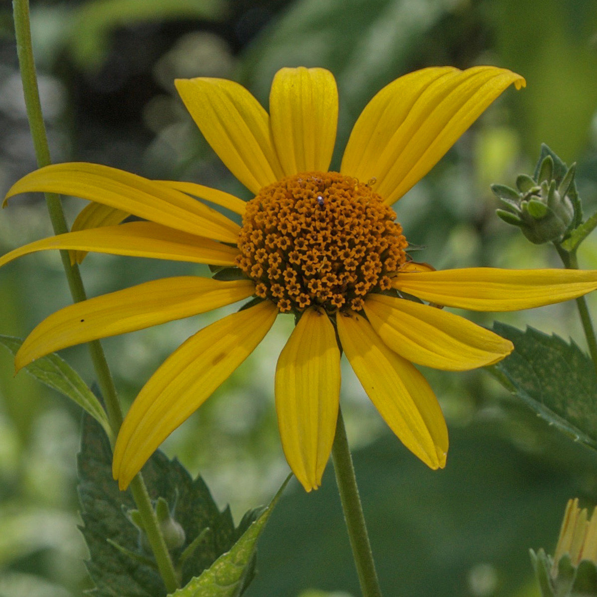 Heliopsis helianthoides - Oxeye Sunflower