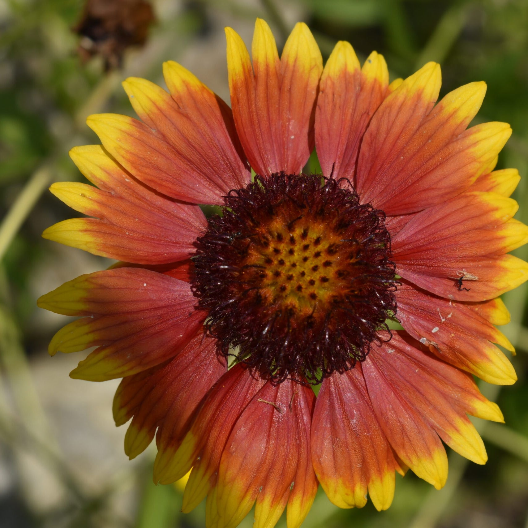 Gaillardia aristata - Blanket Flower