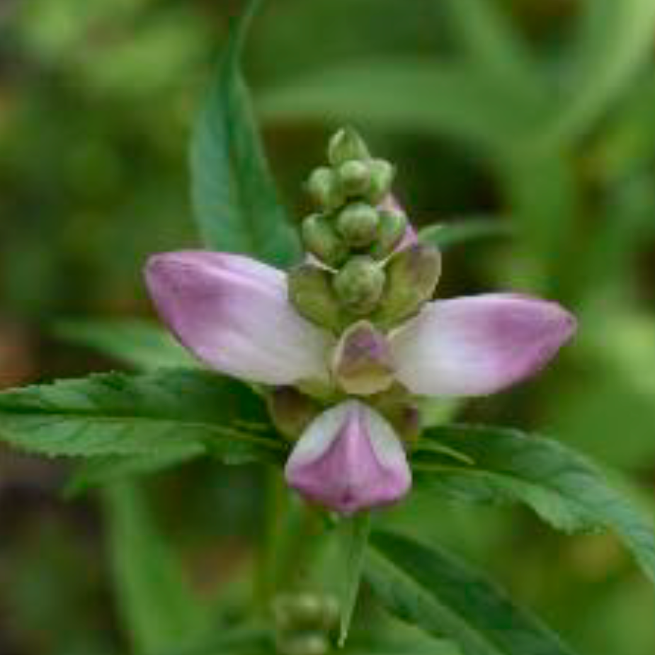 Chelone glabra - Turtlehead