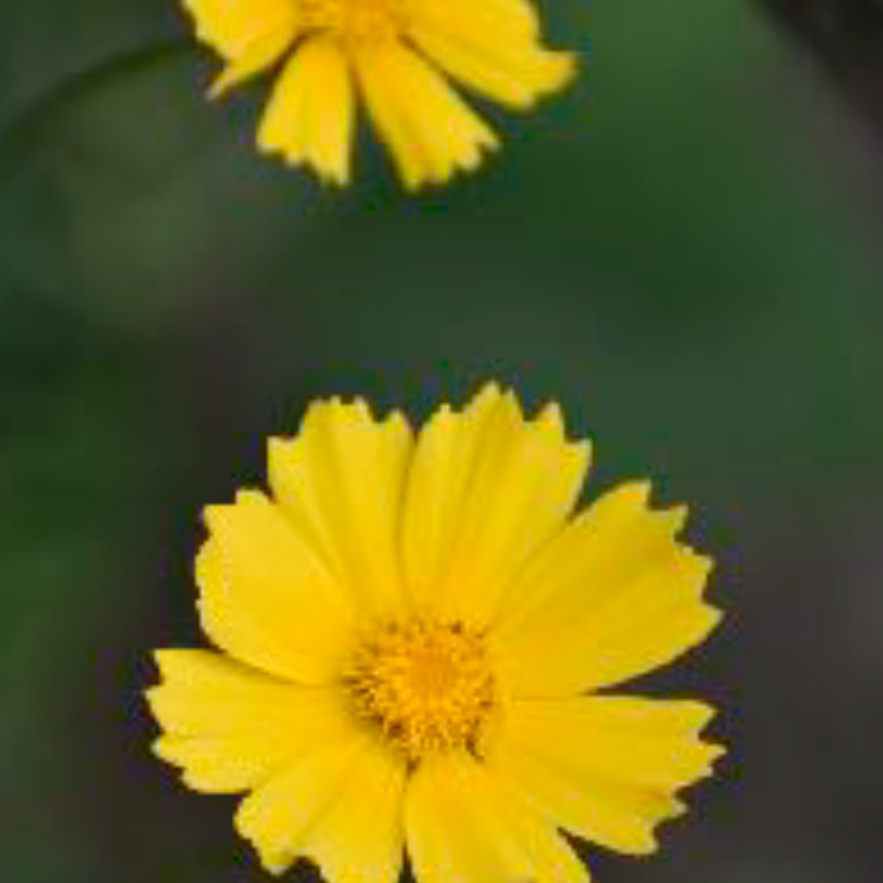 Coreopsis lanceolata - Lance-leaf Coreopsis