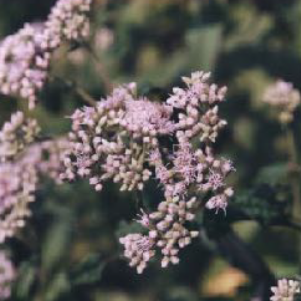 Eupatorium perfoliatum - Boneset