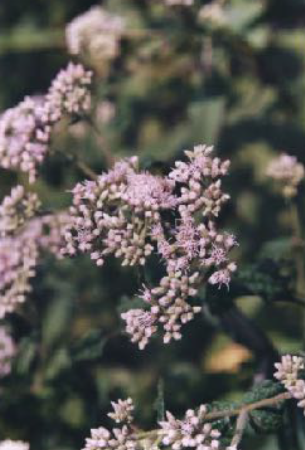 Eupatorium perfoliatum - Boneset