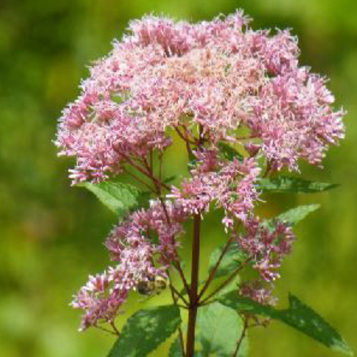 Eutrochium maculatum - Joe-Pye-weed