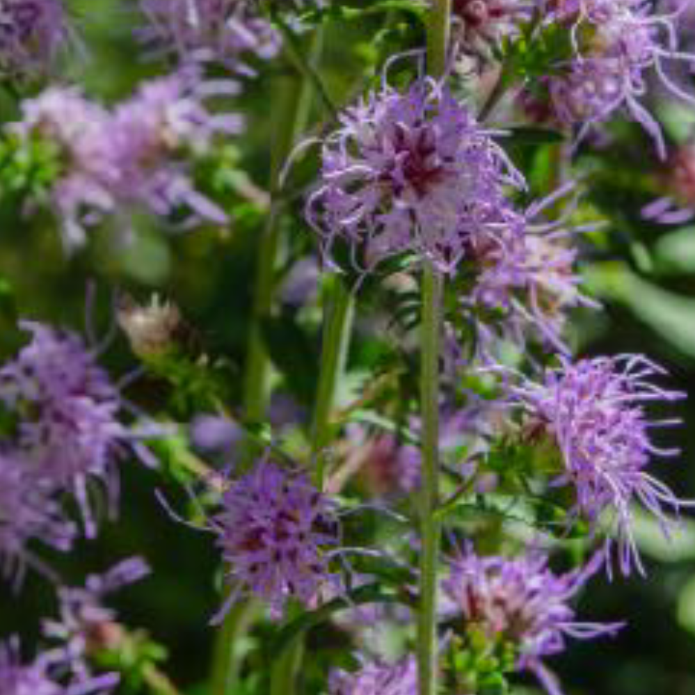 Liatris scariosa - Large Blazing Star