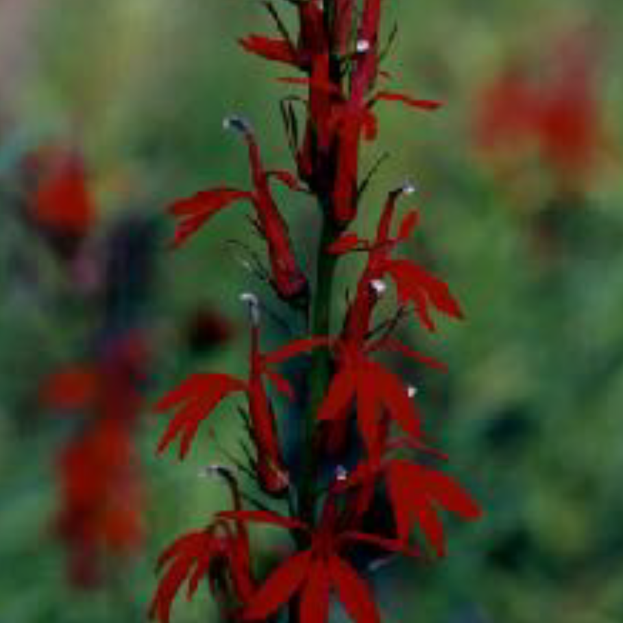 Lobelia cardinalis - Cardinal Flower