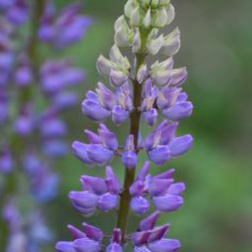 Lupinus perennis - Wild Lupine