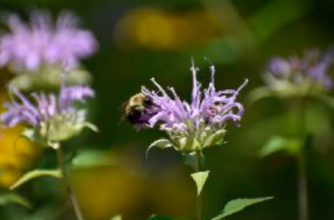 Monarda fistulosa - Wild Bergamot