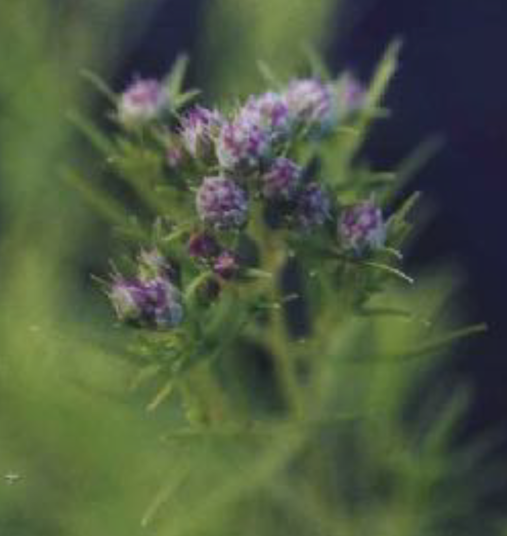 Pycnanthemum tenuifolium - Narrow Leaf Mountain Mint