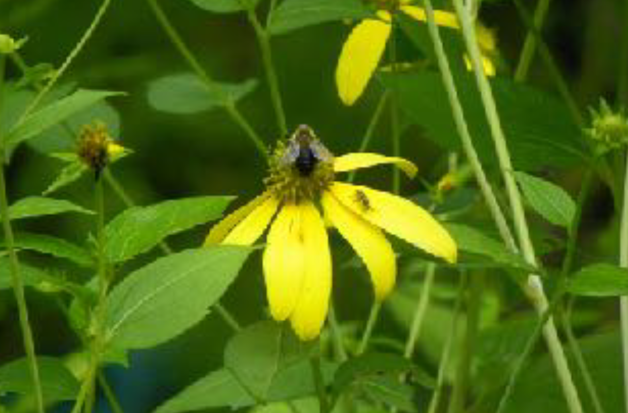Rudbeckia laciniata - Cut-leaf Coneflower