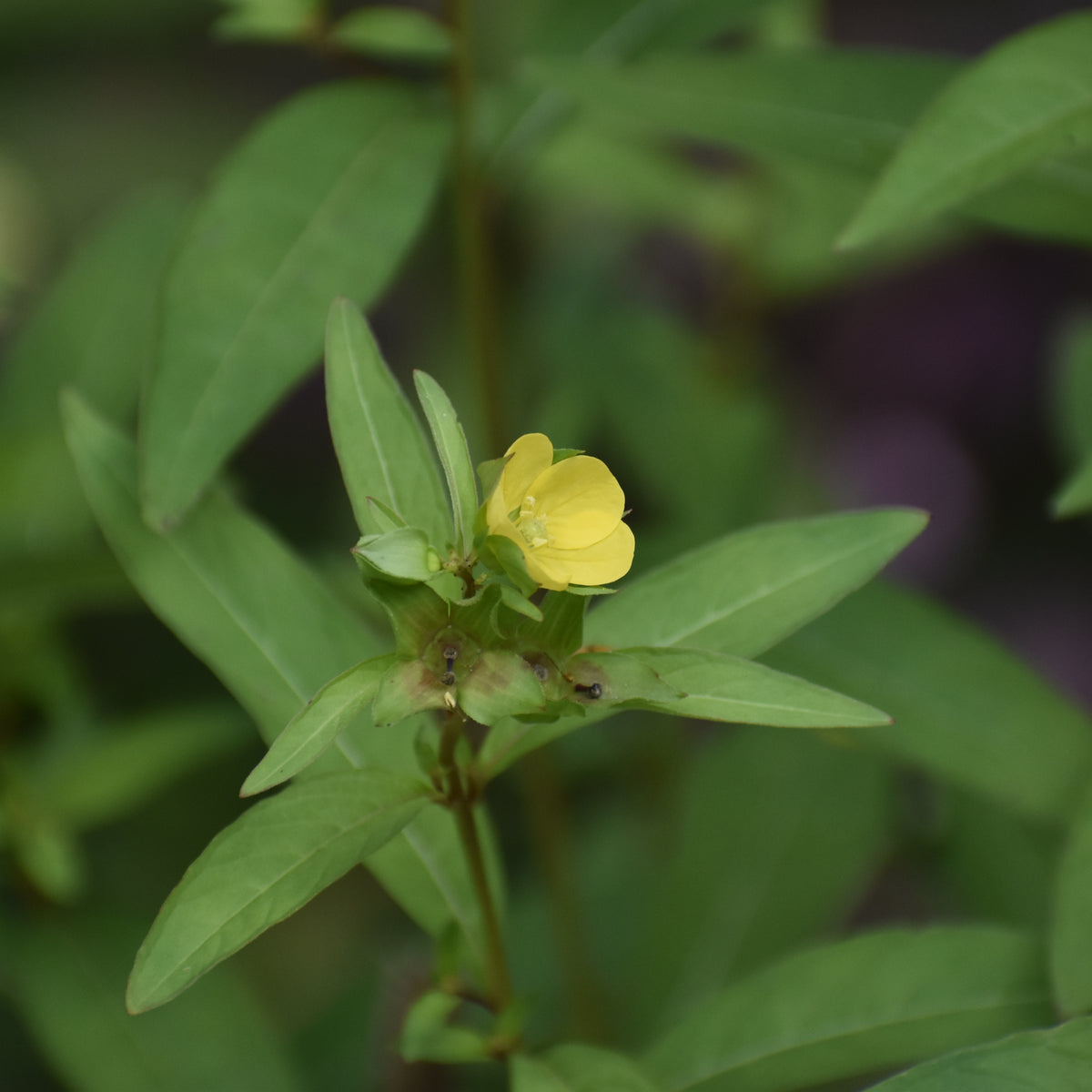 seed box plant Ludwigia alternifolia, Seedbox Seeds