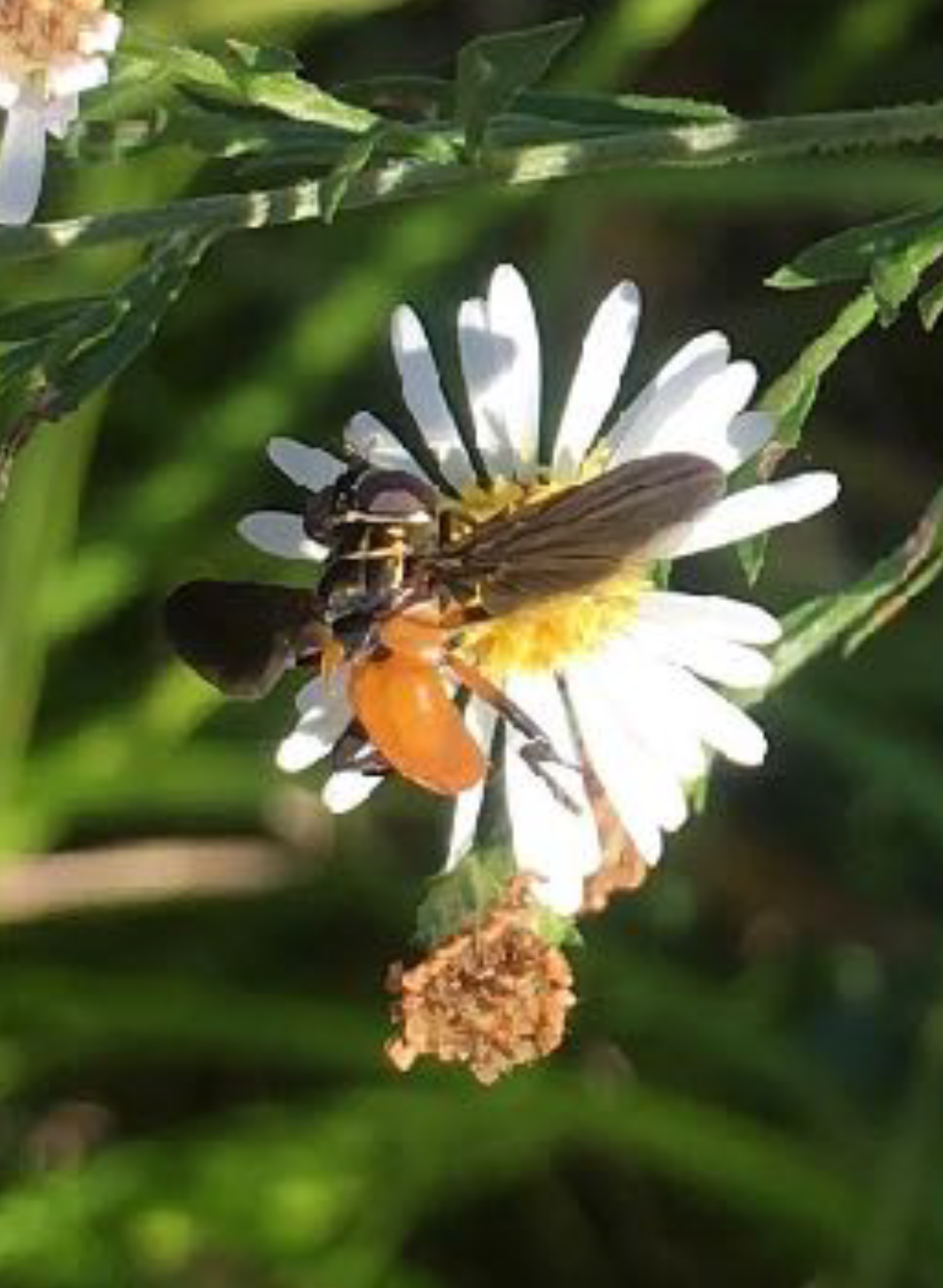 Symphyotrichum lateriflorum - Calico Aster