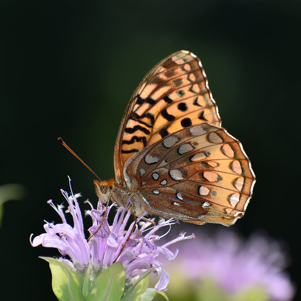 Sustainable Pollinator Habitat — A Vermont Perspective