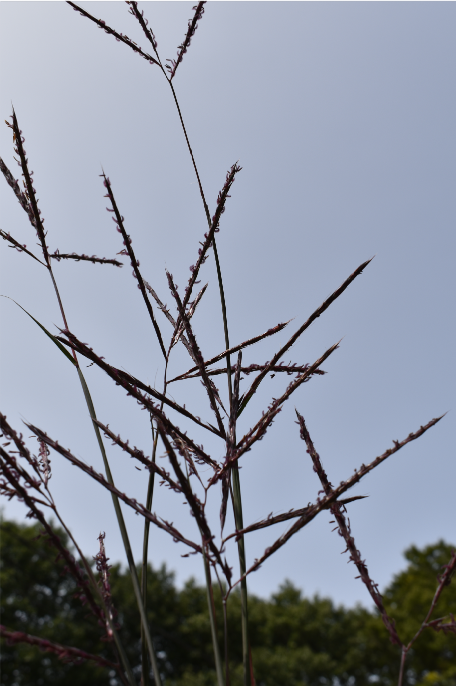 Andropogon gerardii - Big Bluestem