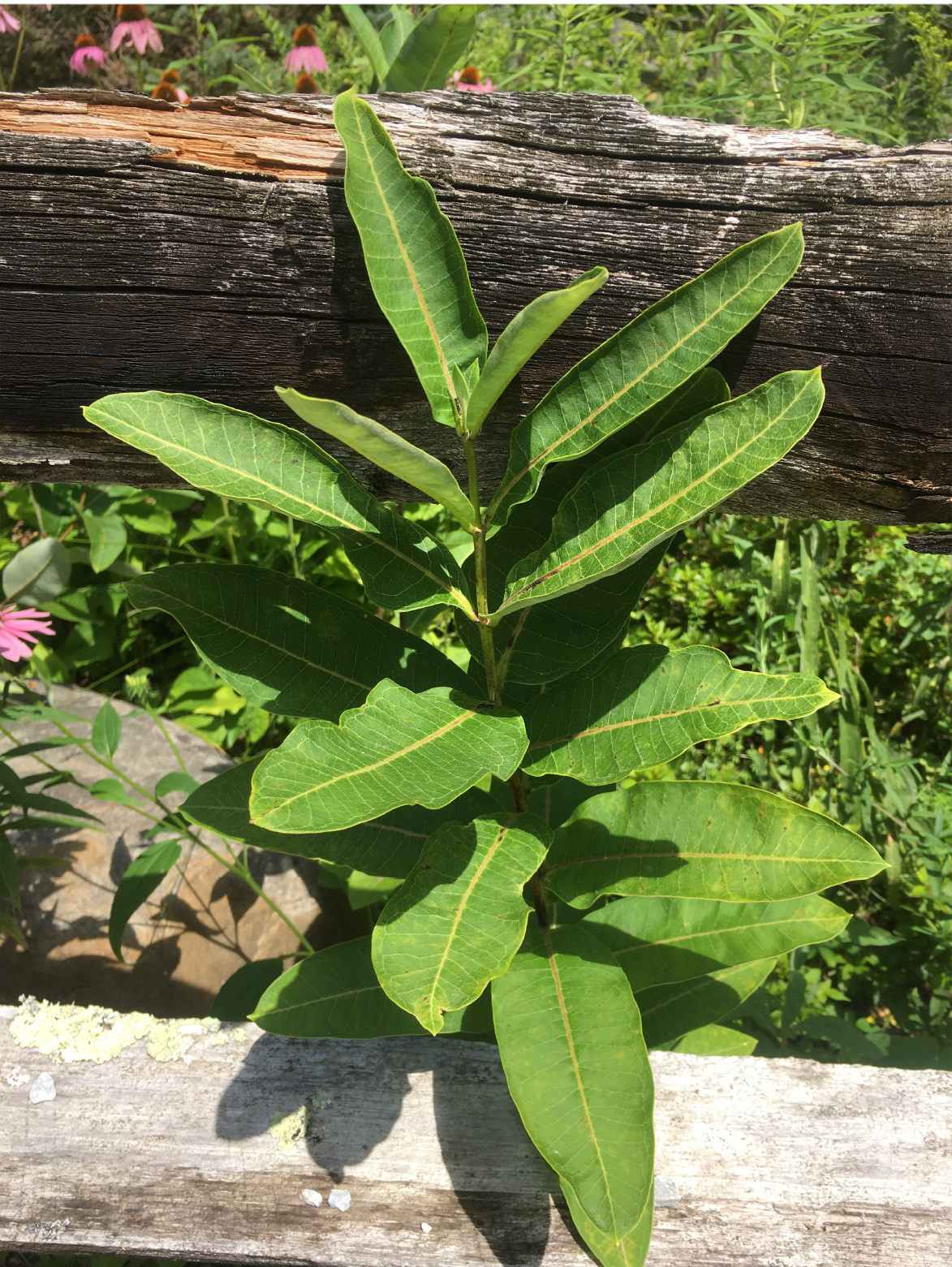 Asclepias syriaca - Common Milkweed