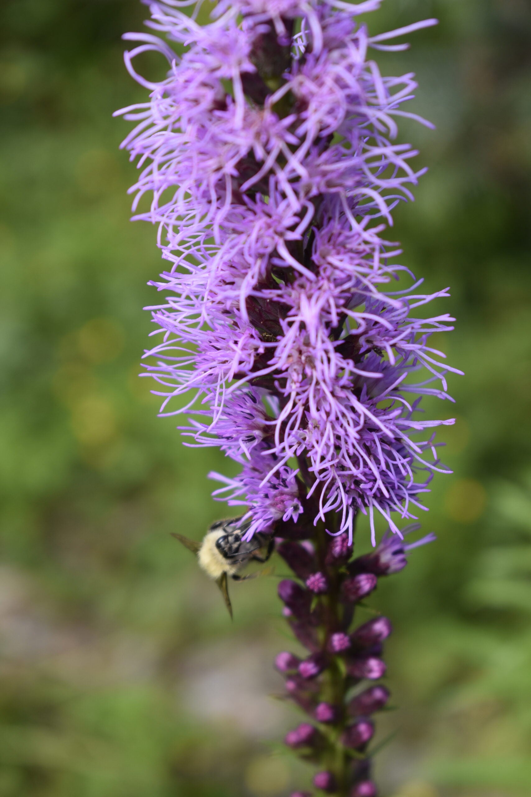 Liatris spicata - Dense Blazing Star