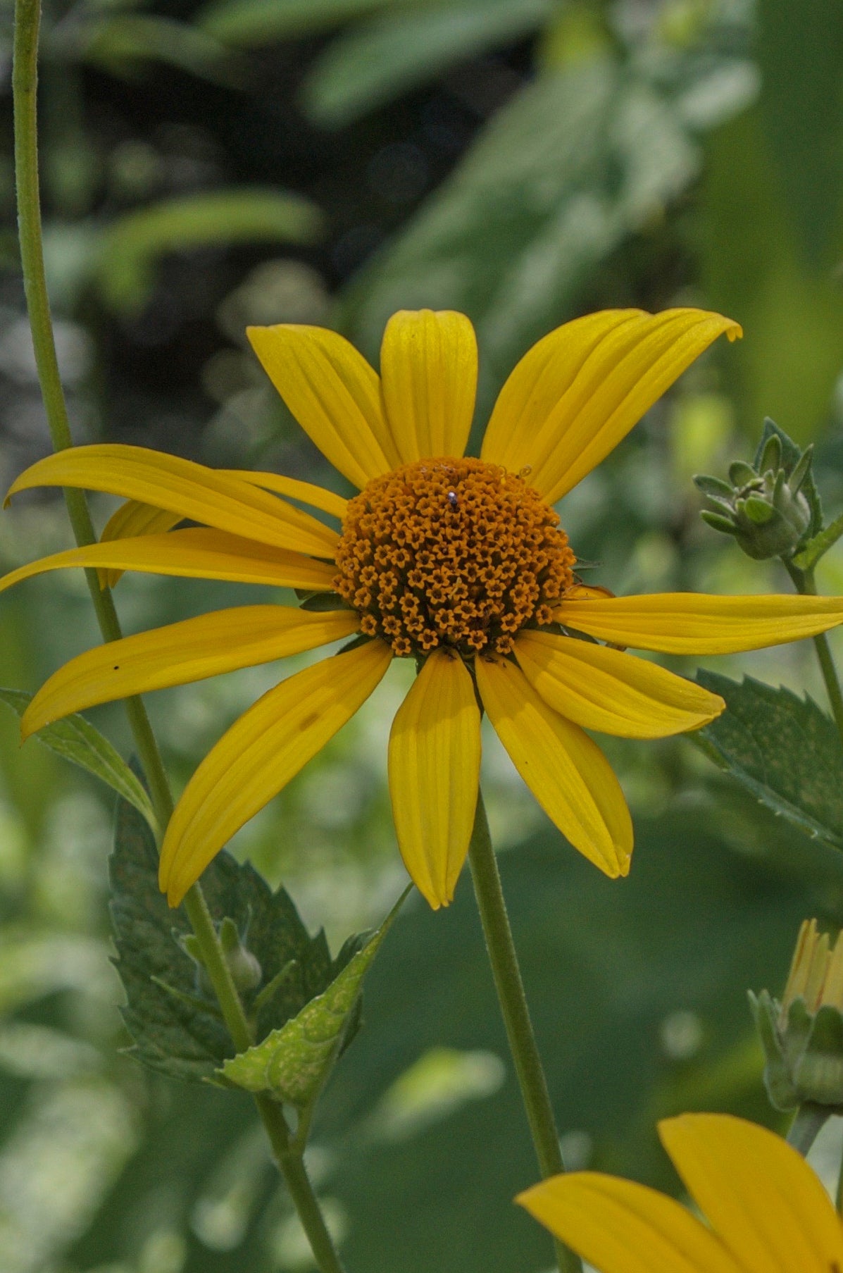 Heliopsis helianthoides - Oxeye Sunflower