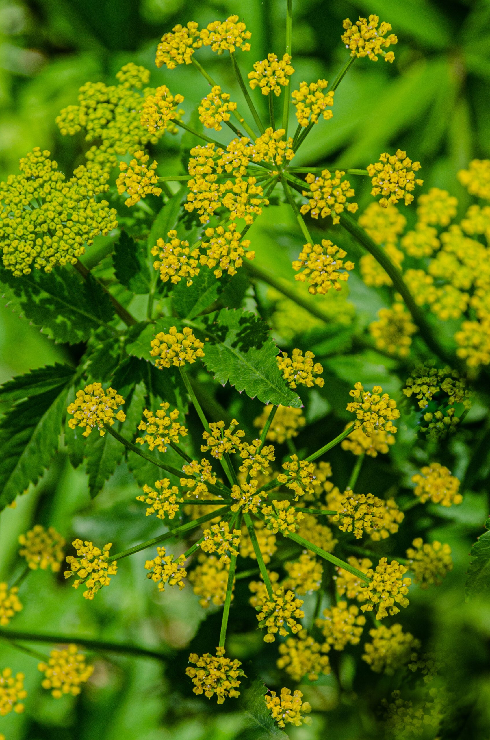 Zizia aurea - Golden Alexander