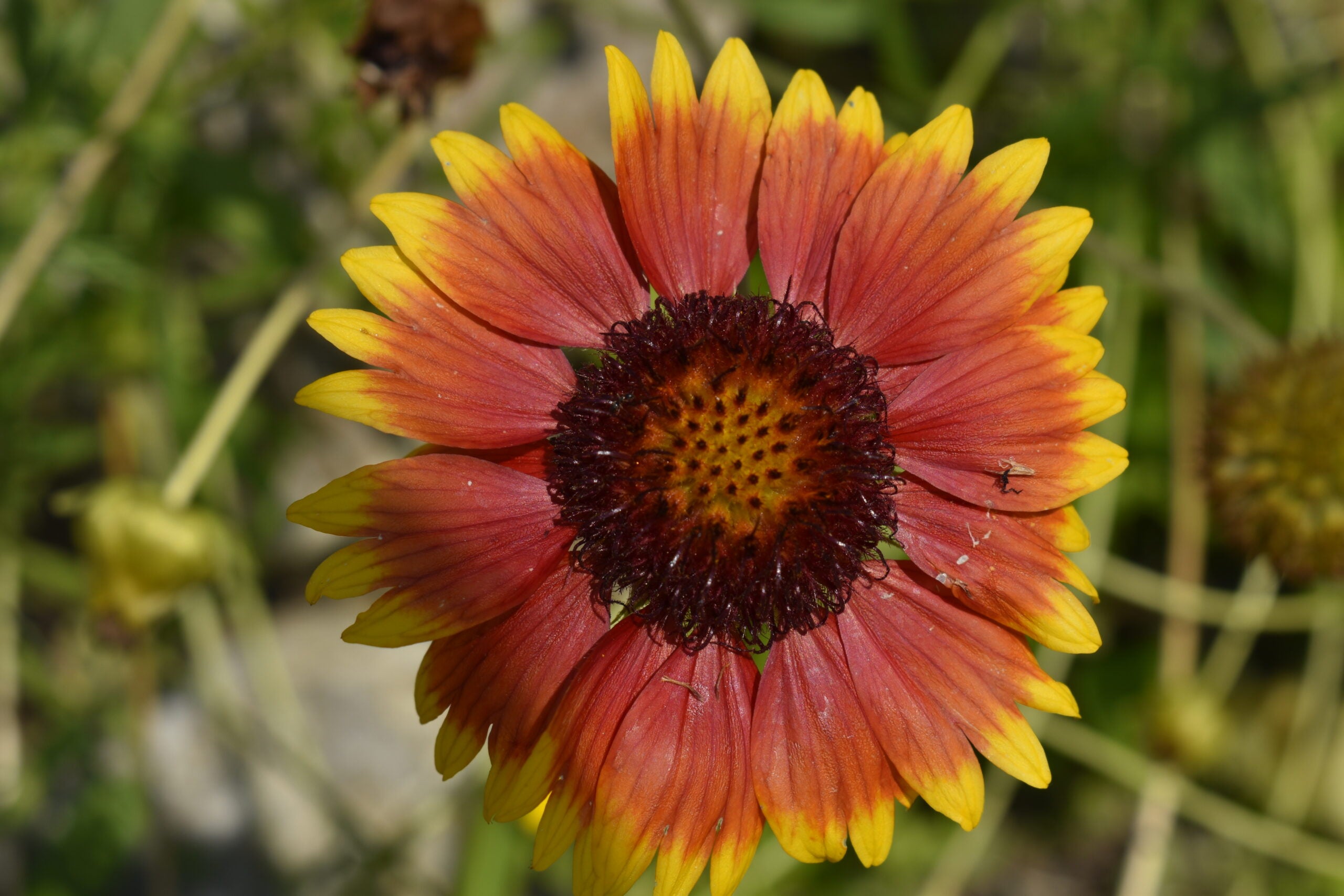 Gaillardia aristata - Blanket Flower