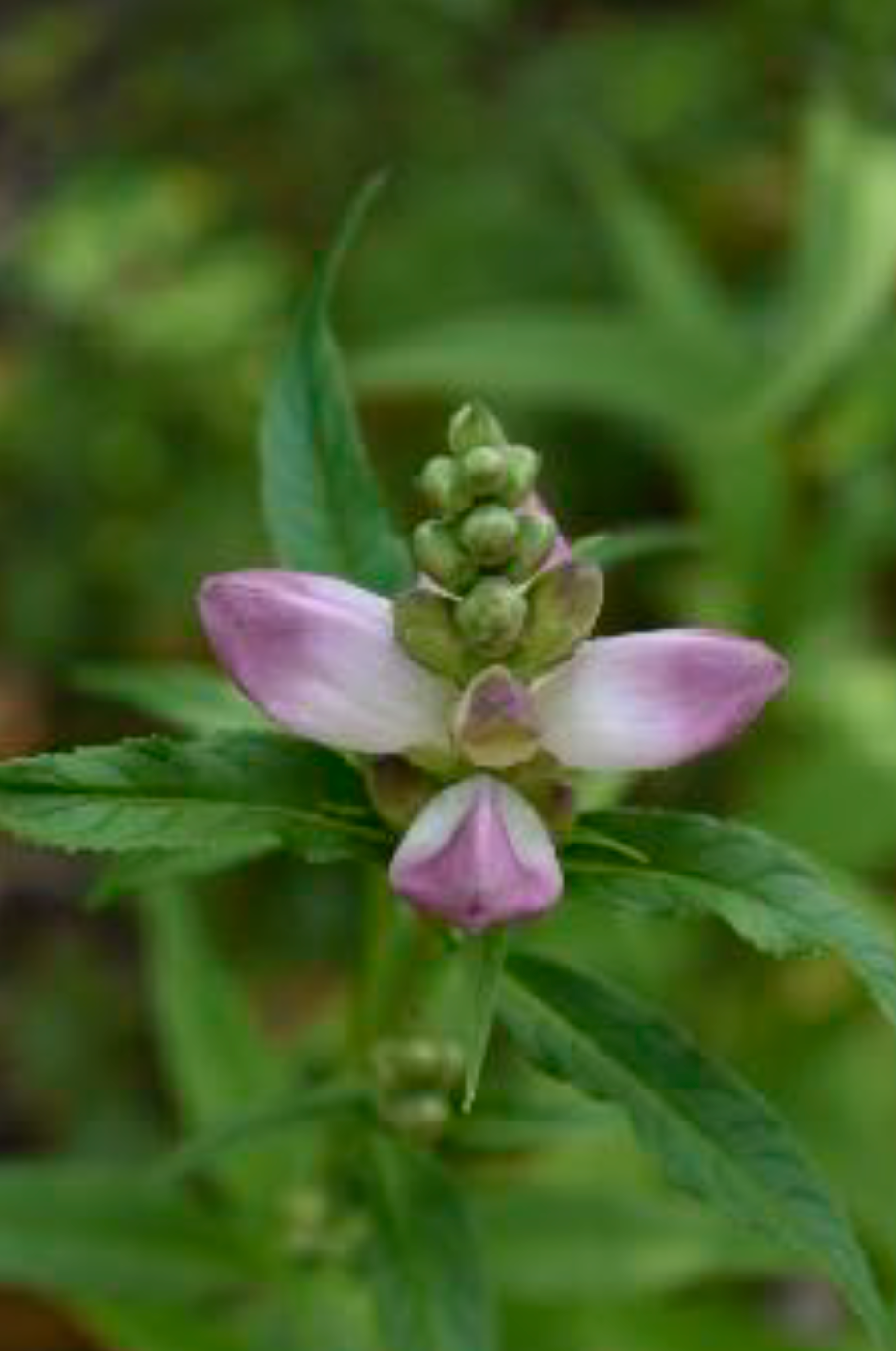 Chelone glabra - Turtlehead