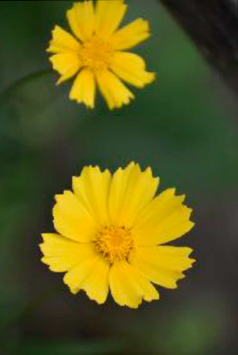 Coreopsis lanceolata - Lance-leaf Coreopsis
