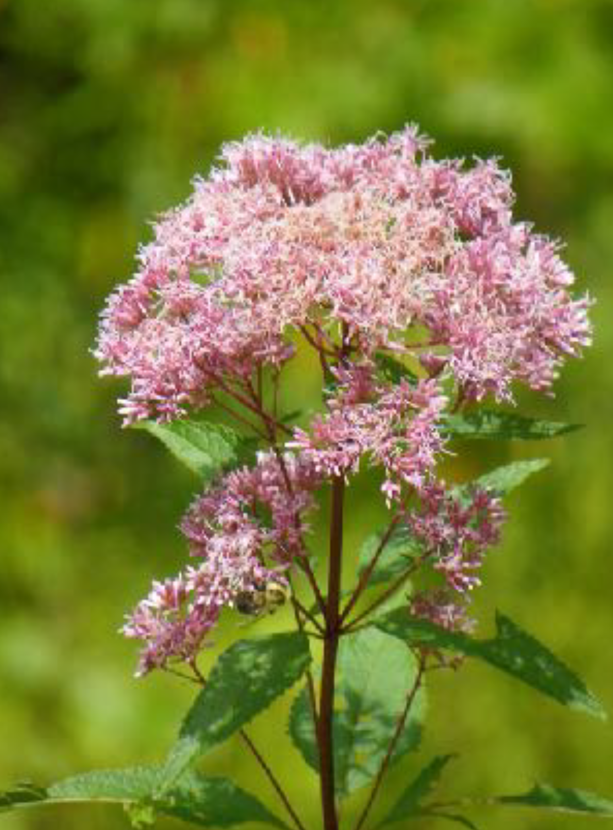 Eutrochium maculatum - Joe-Pye-weed