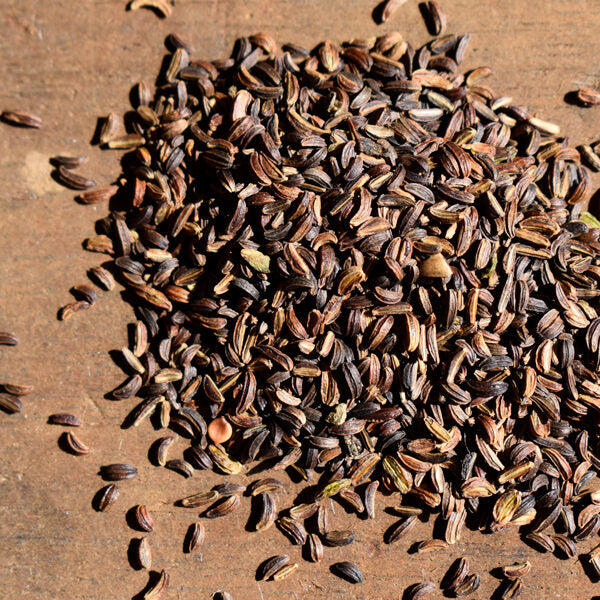 Zizia aurea - Golden Alexander Seeds