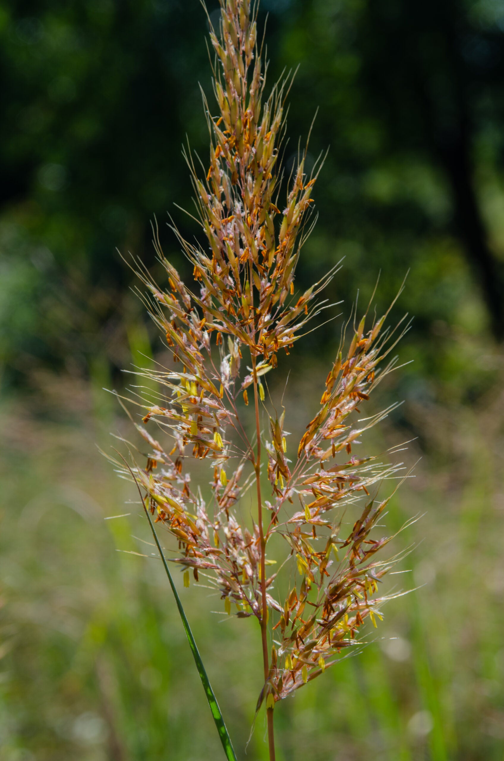 Sorghastrum nutans - Indian Grass