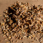 Sorghastrum nutans - Indian Grass Seeds