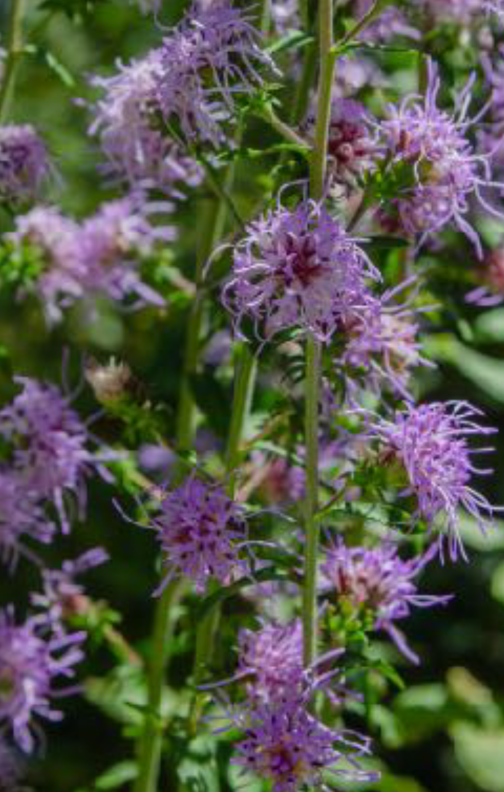 Liatris scariosa - Large Blazing Star