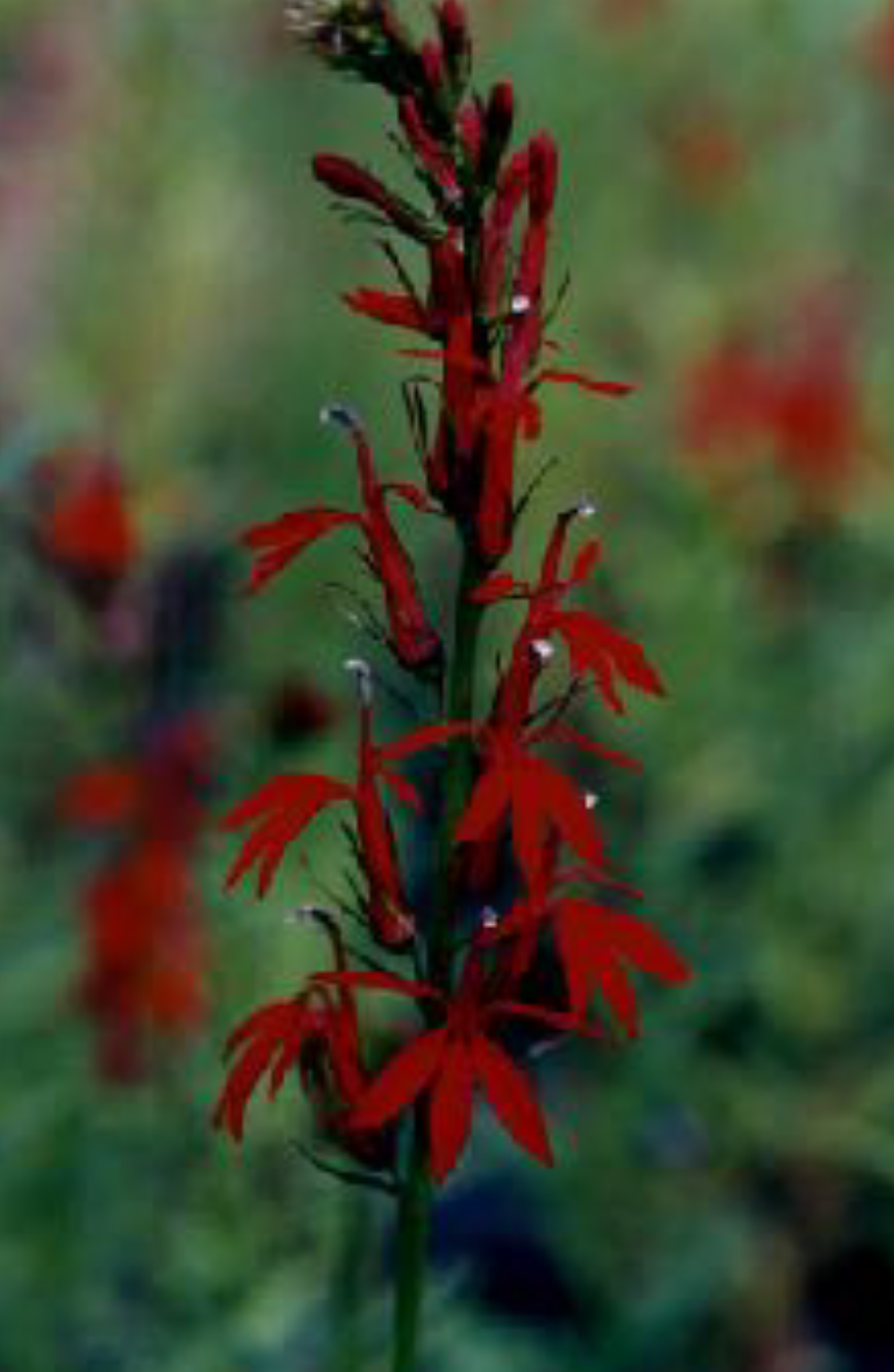 Lobelia cardinalis - Cardinal Flower