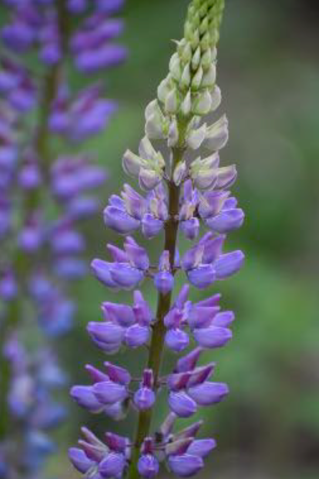 Lupinus perennis - Wild Lupine