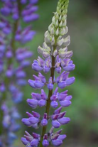 Lupinus perennis - Wild Lupine