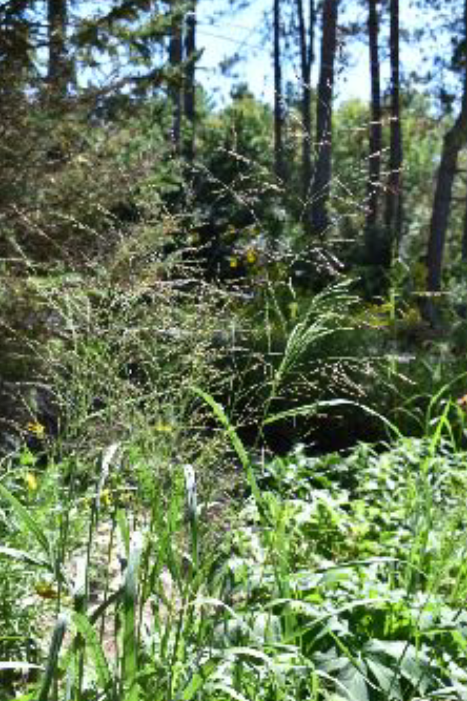 Panicum virgatum - Switch Grass