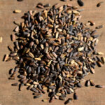 Heliopsis helianthoides - Oxeye Sunflower Seeds