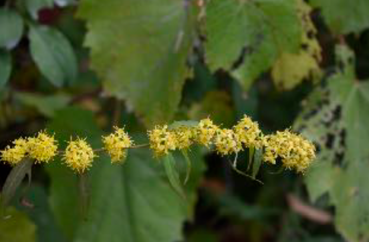 Solidago caesia - Blue-stemmed Goldenrod
