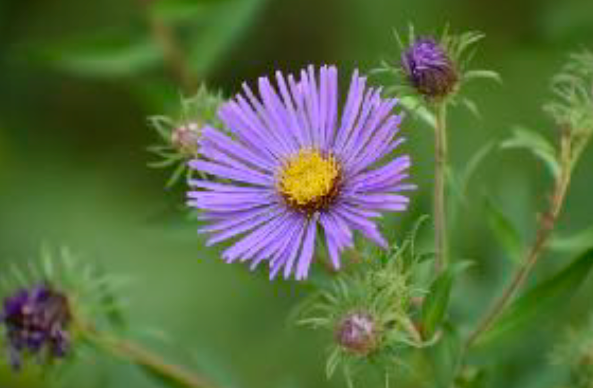 Symphyotrichum novae-angliae - New England Aster