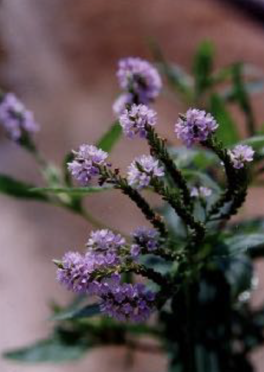 Verbena hastata - Blue Vervain