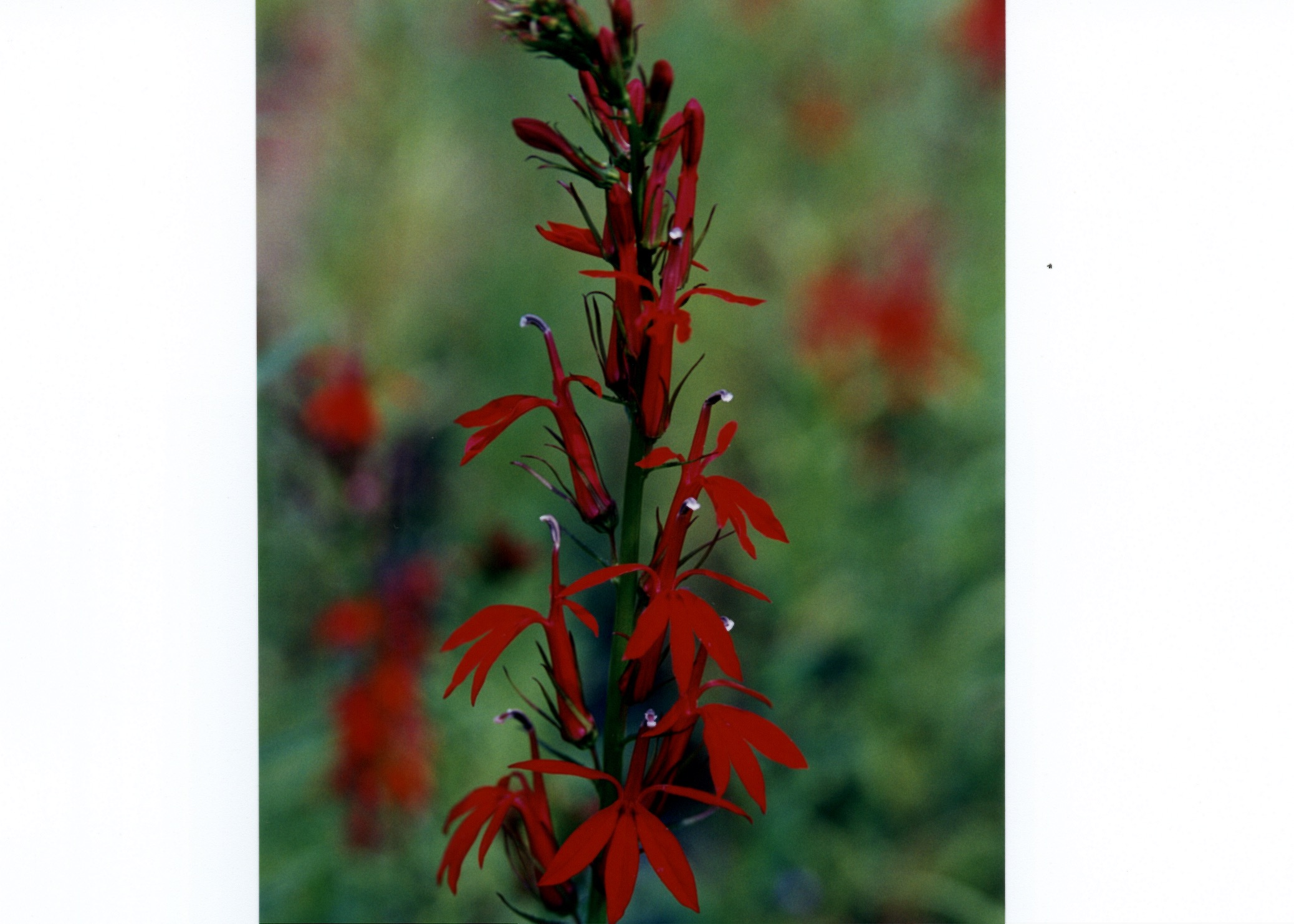Lobelia Cardinalis red flower