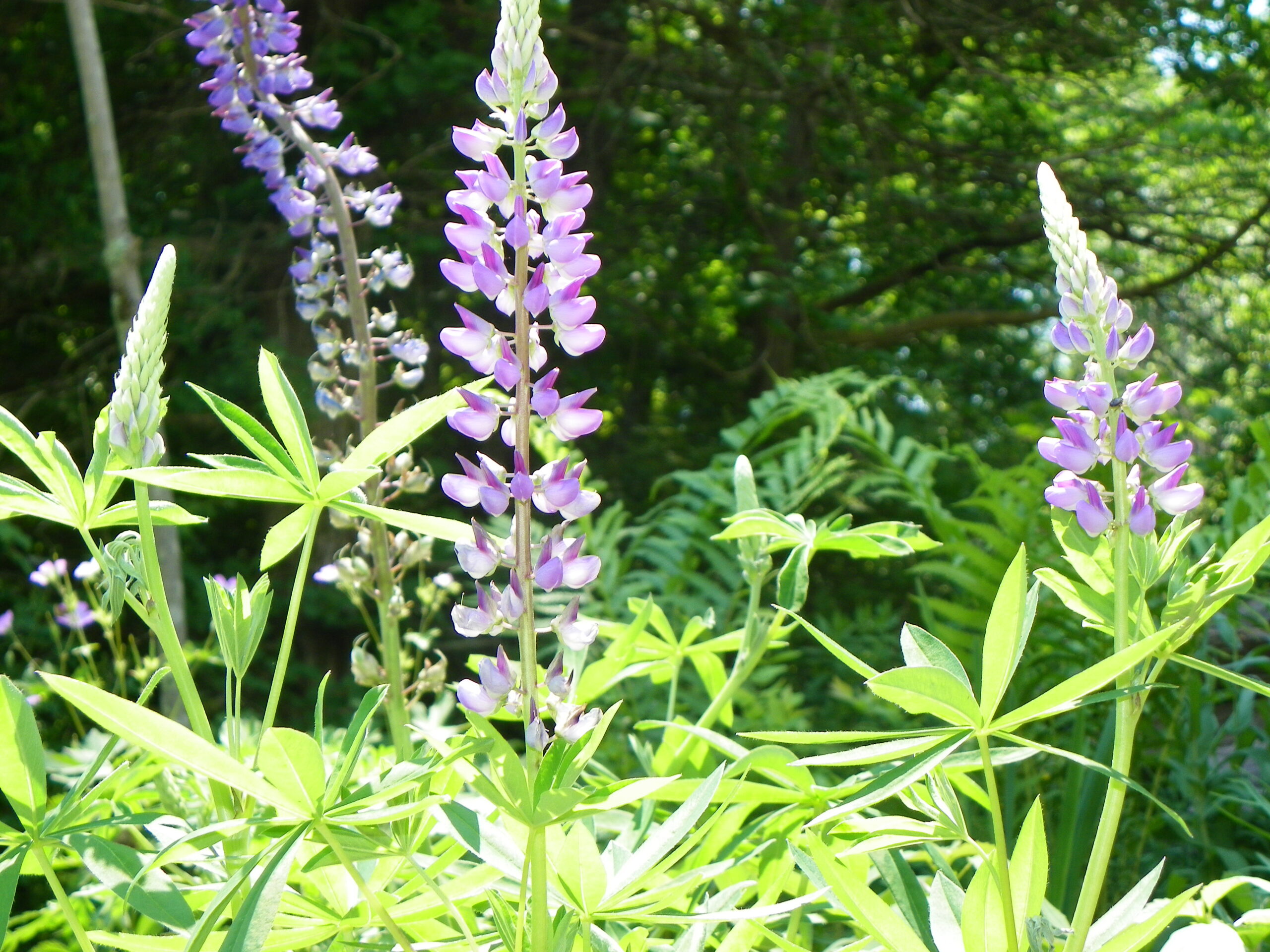 Lupines flowers